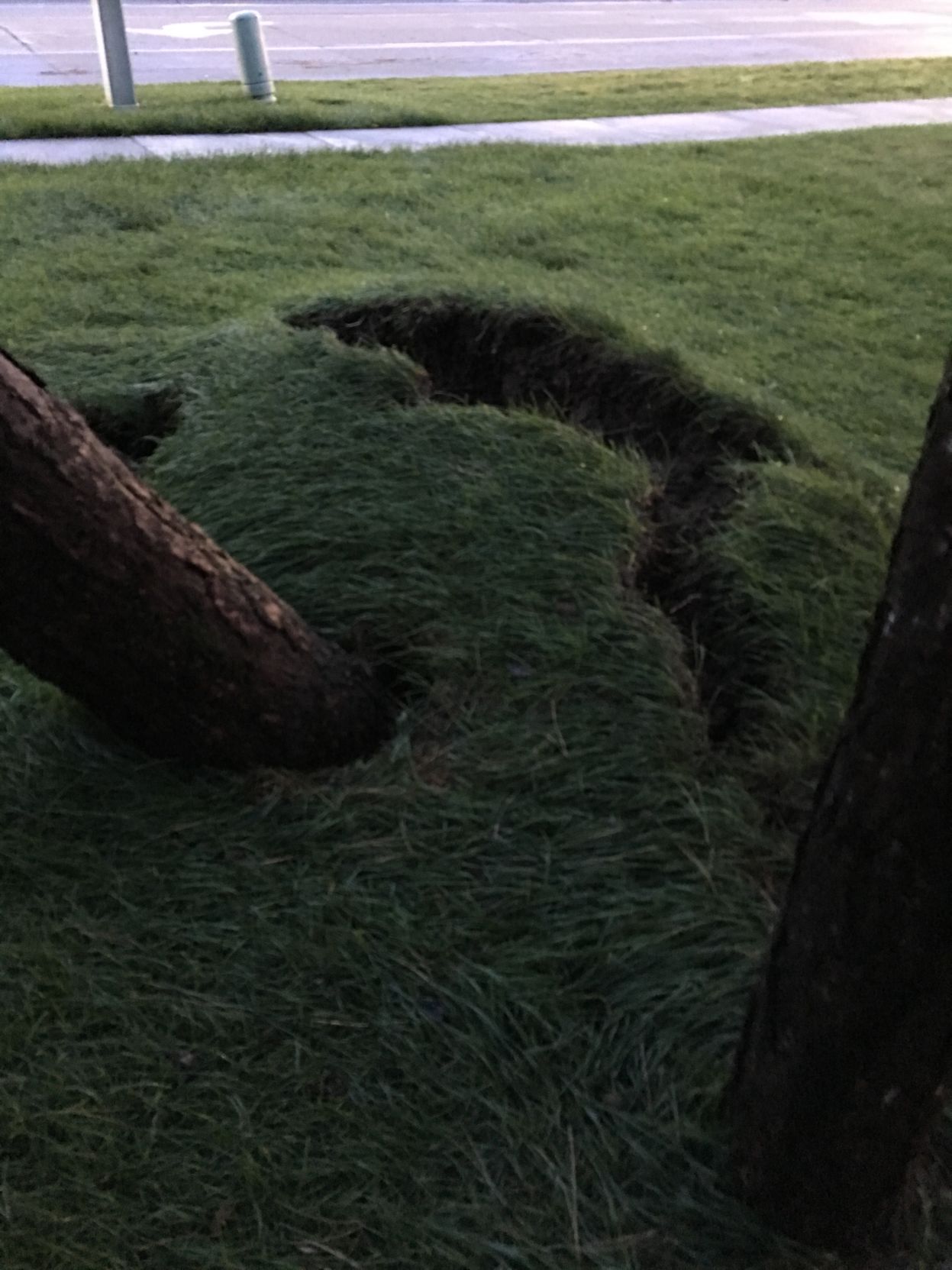Pine tree uprooted
